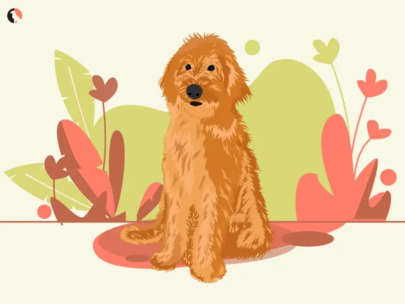 IRISH DOODLE TEMPERAMENT ILLUSTRATION