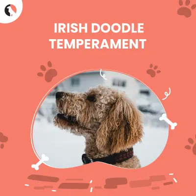 Temperament of the Irish Doodle