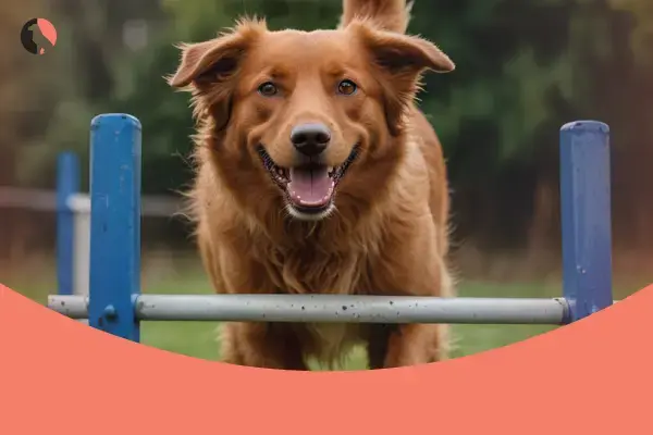 dog exercise 1