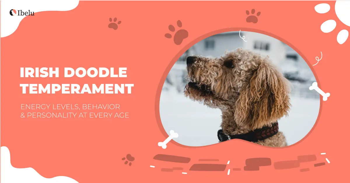 Understanding the Core Temperament of the Irish Doodle