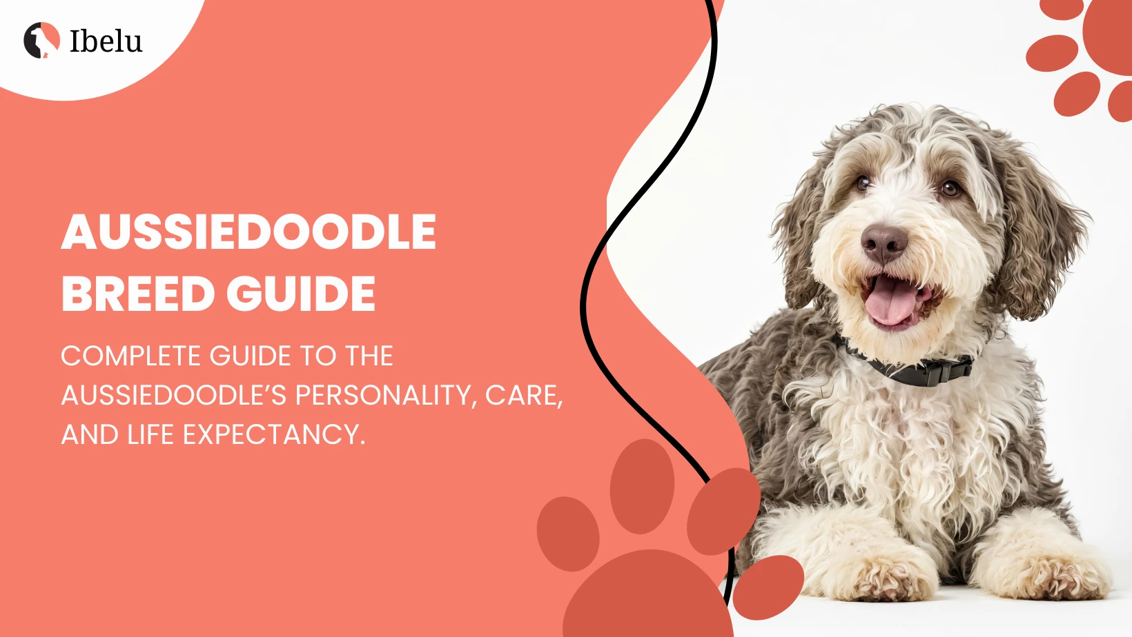 Aussiedoodle Breed Guide baner