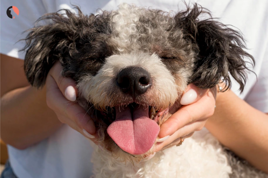 Aussiedoodle-breed-dog-(Aussiedoodles-Appearance---A-Fluffy-Touch)
