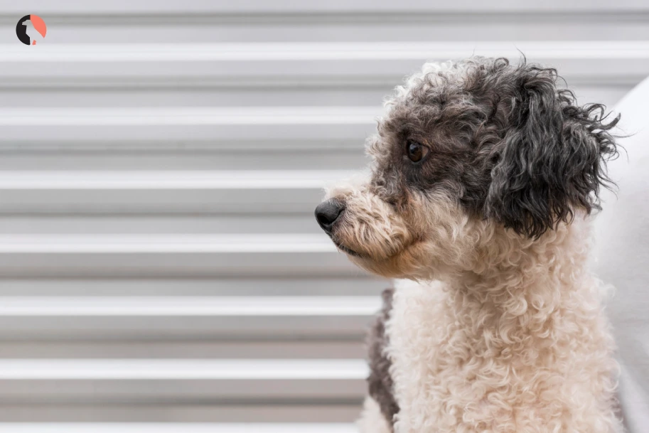 Aussiedoodle-breed-dog-(personality-traits)