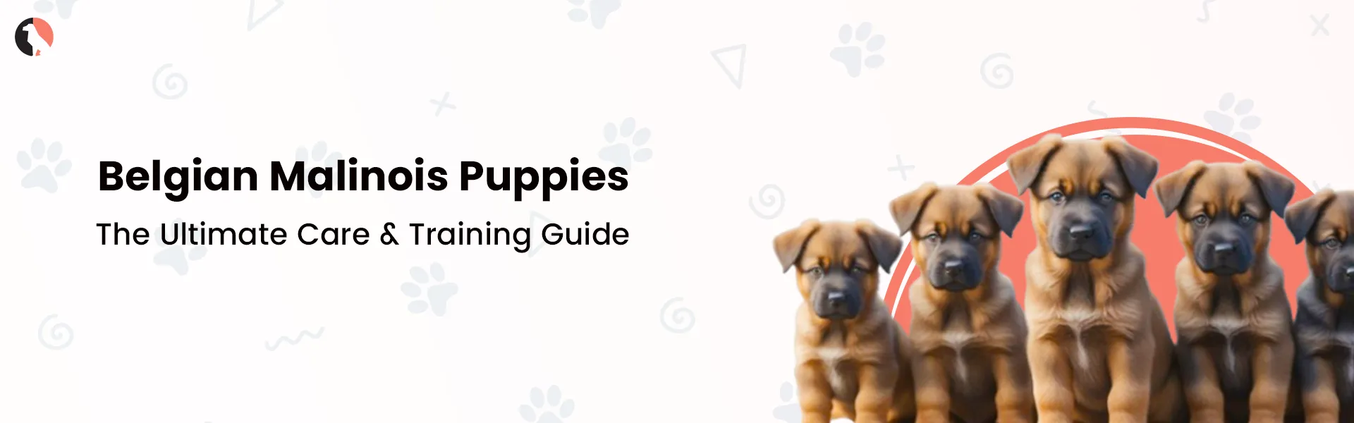 Belgian Malinois Puppies: The Ultimate Care & Training Guide