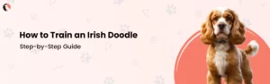 How to Train an Irish Doodle