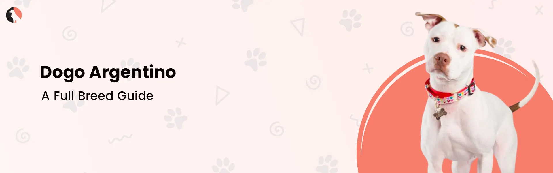 Dogo Argentino Breed Characteristics and Information Guide