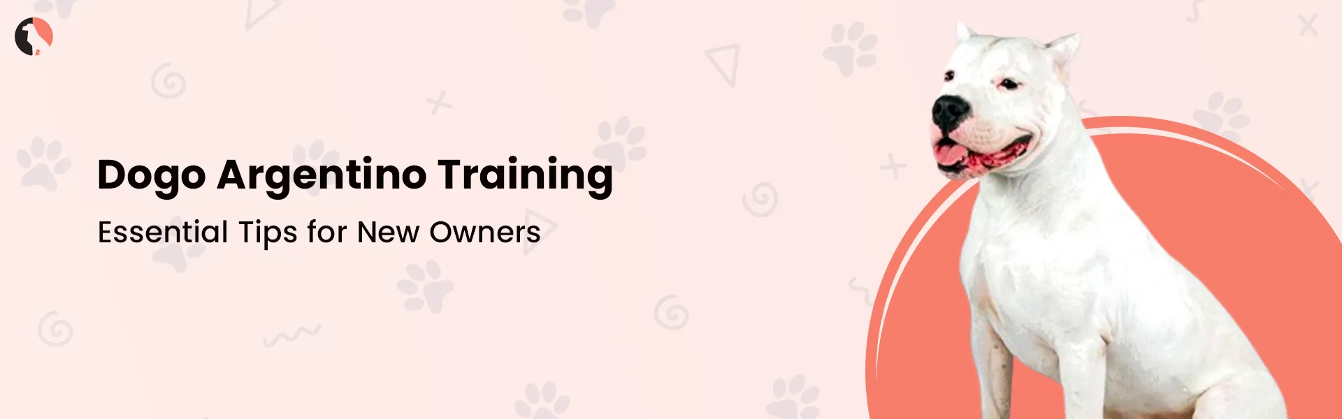 How to Train a Dogo Argentino: Obedience & Bite Training