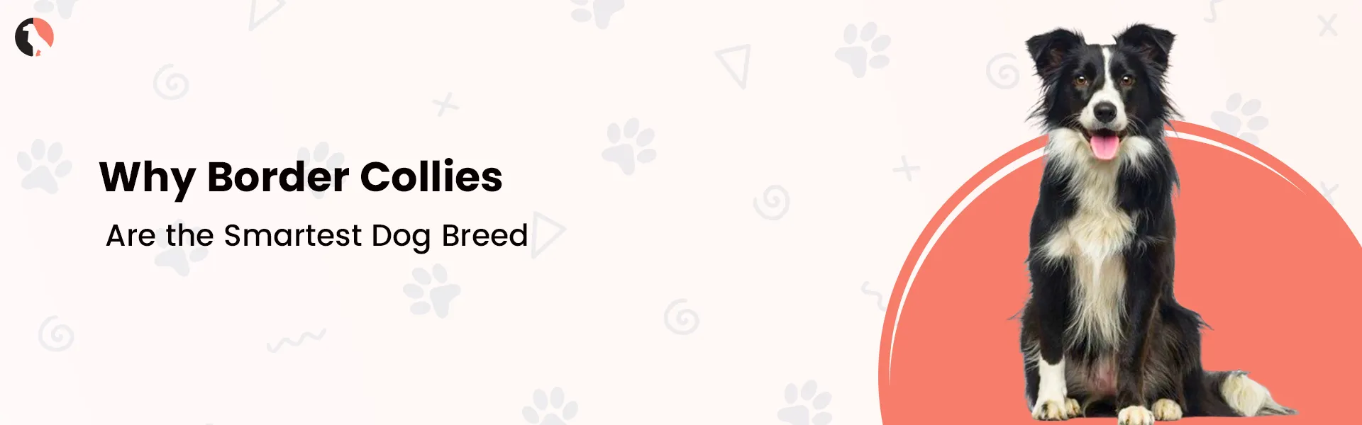 Why Border Collies Are the Smartest Dog Breed