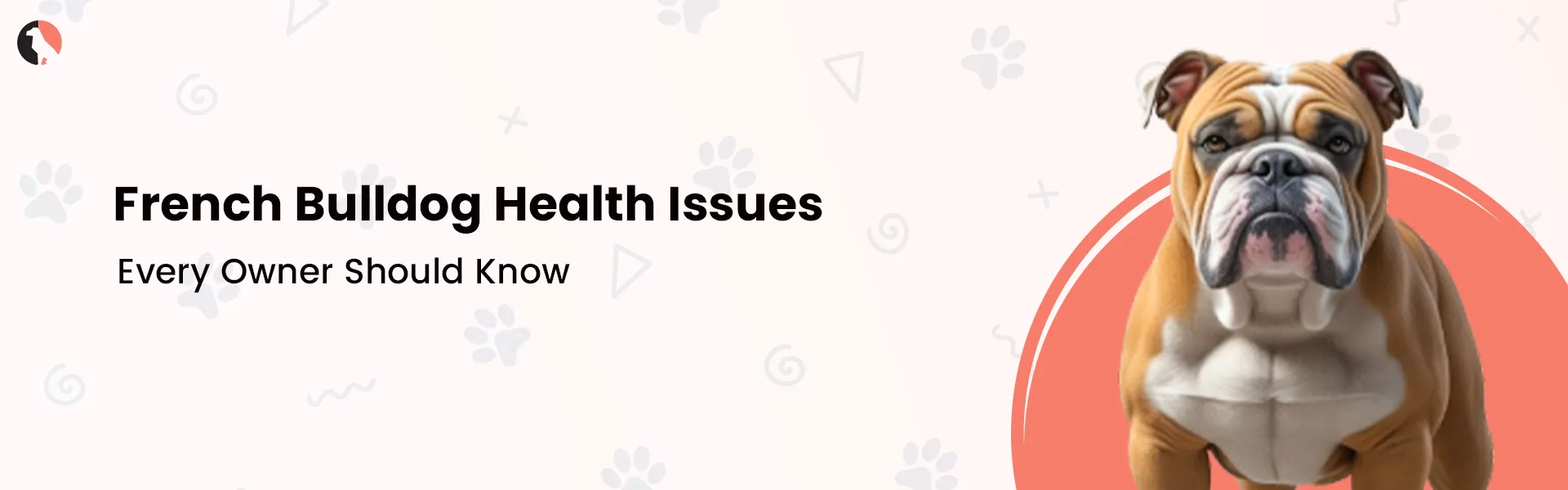 French Bulldog Health Issues Every Owner Should Know