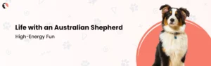 Australian Shepherd
