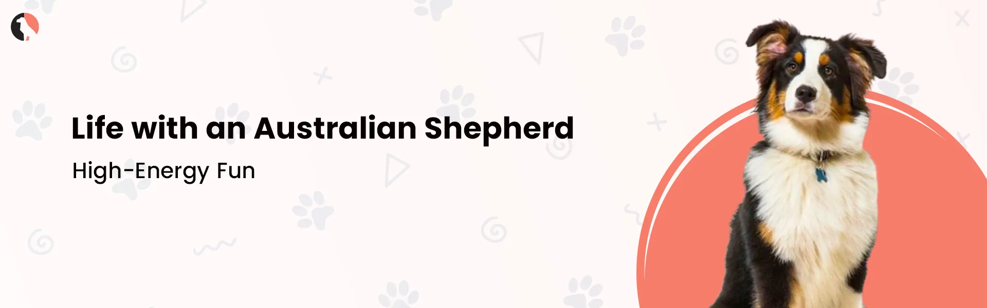 Australian Shepherd