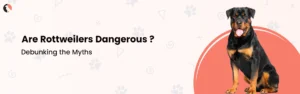 Are Rottweilers Dangerous? Debunking the Myths