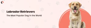 Blog 14 Labrador Retrievers: The Most Popular Dog in the World
