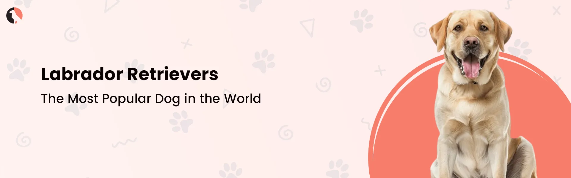 Labrador Retrievers: The Most Popular Dog in the World