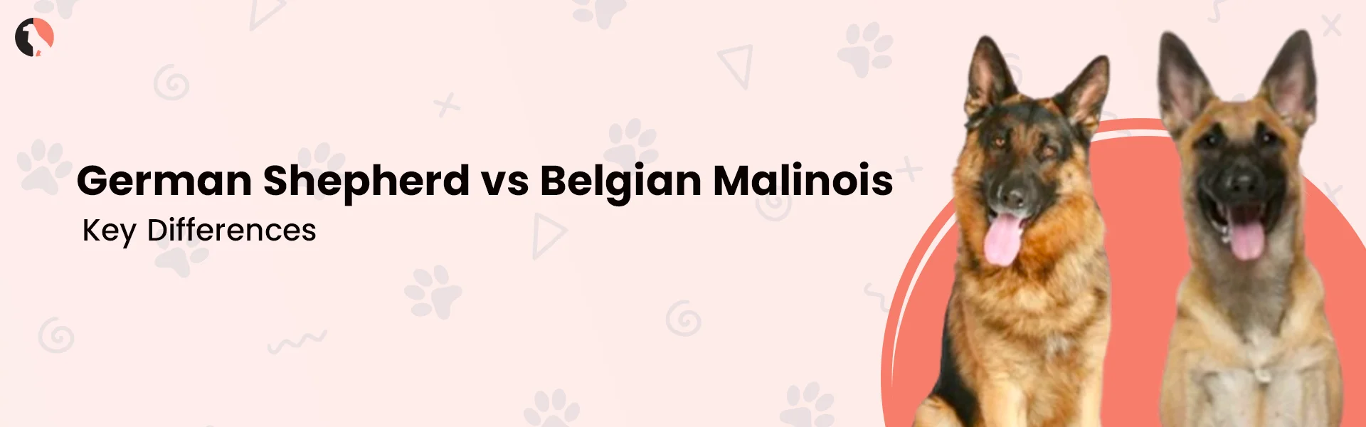 German Shepherd vs. Belgian Malinois: Key Differences
