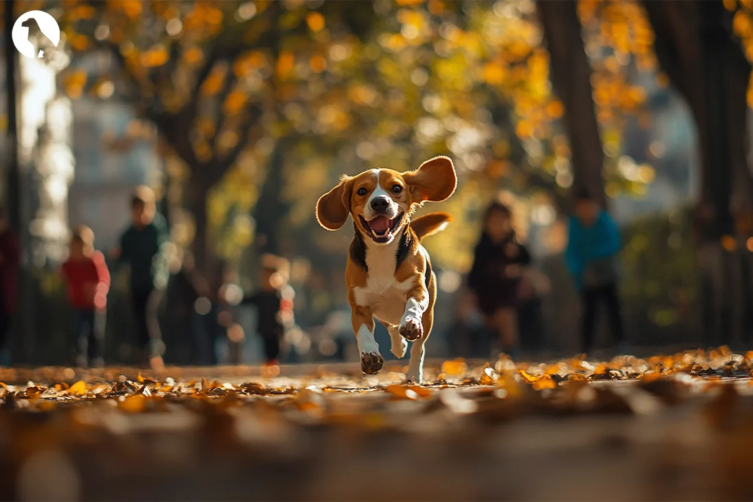 Dog Recall Training Tips
