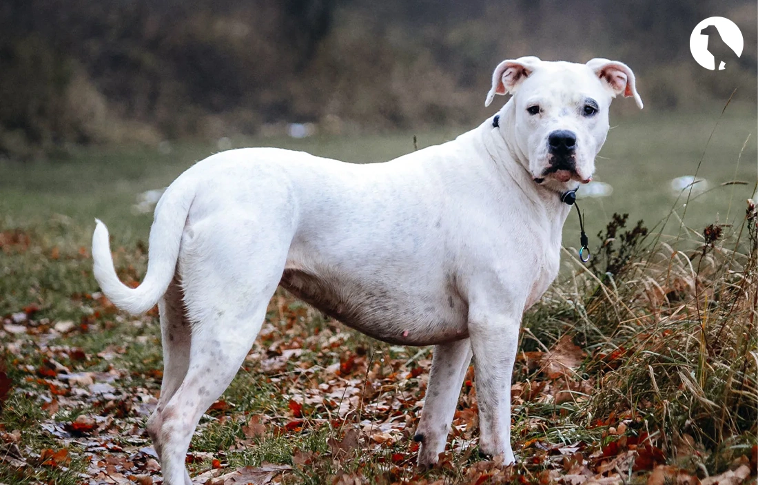 Dogo Argentino Breed Characteristics