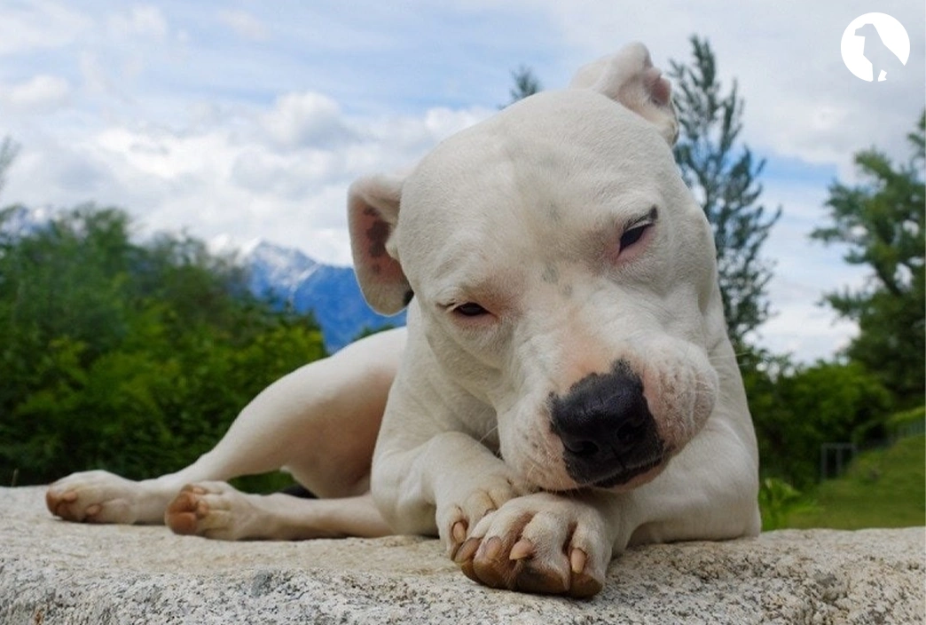 Dogo Argentino Breed