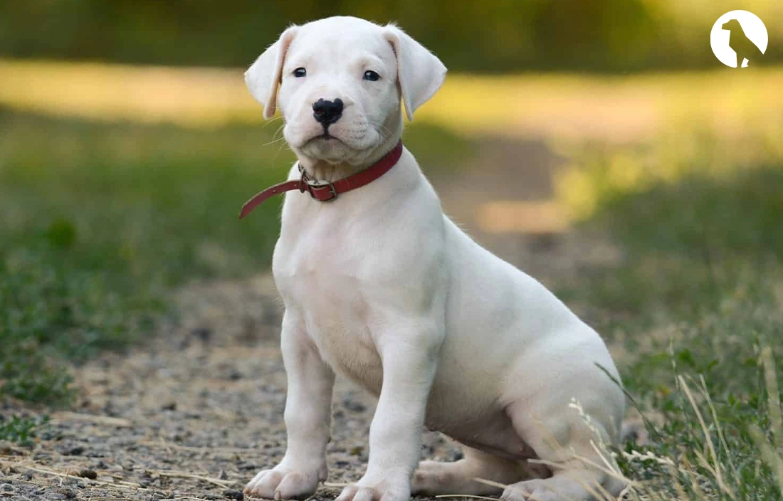 Dogo Argentino Training Tips