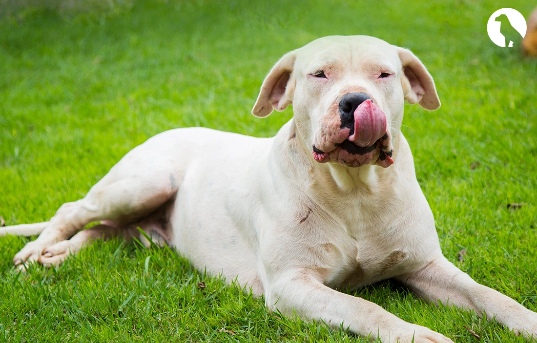 Dogo Argentino Training