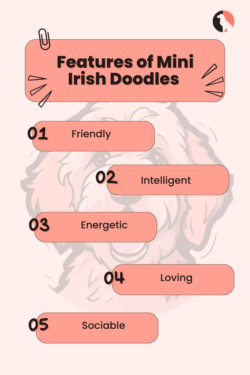 (Everything You Need to Know About Mini Irish Doodles)features of mini irish doodle