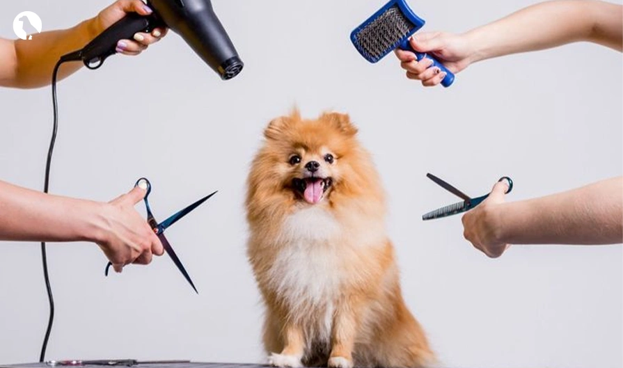 Grooming and Maintenance of Golden Retriever