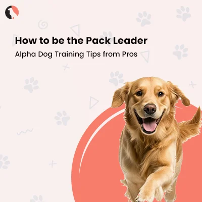 How to Be the Pack Leader