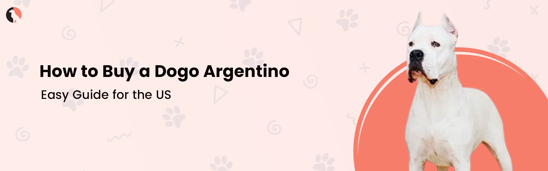 How to Buy a Dogo Argentino Easy Guide for the US