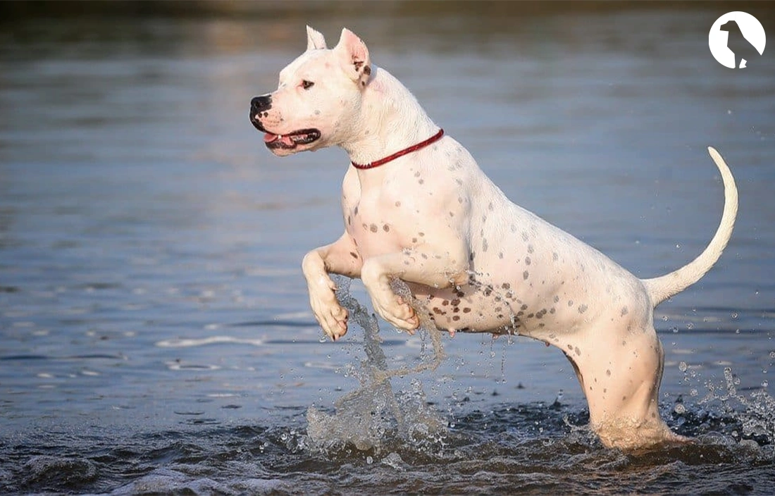 How to Buy a Dogo Argentino Easy Guide