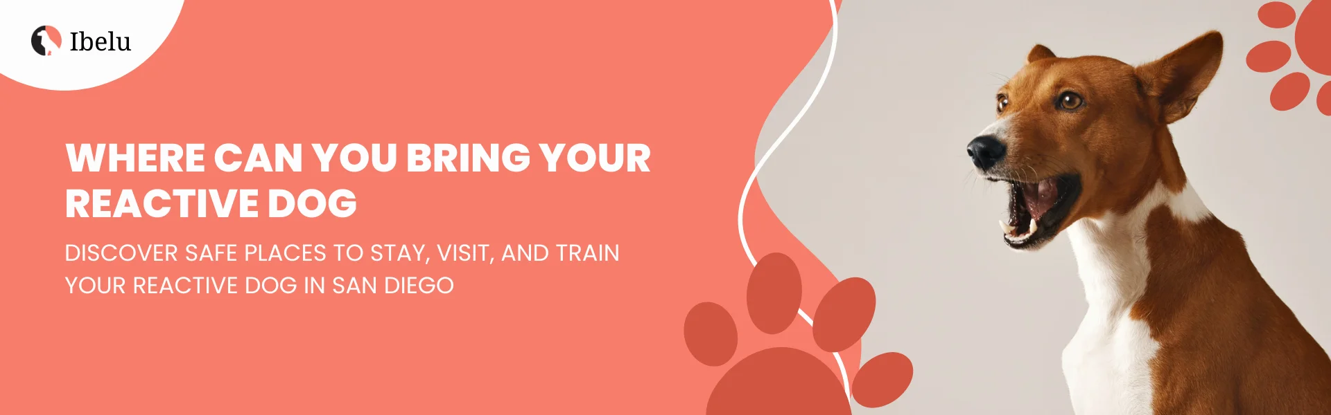 How to Train a Reactive Dog Proven Tips to Calm and Focus Your Pet