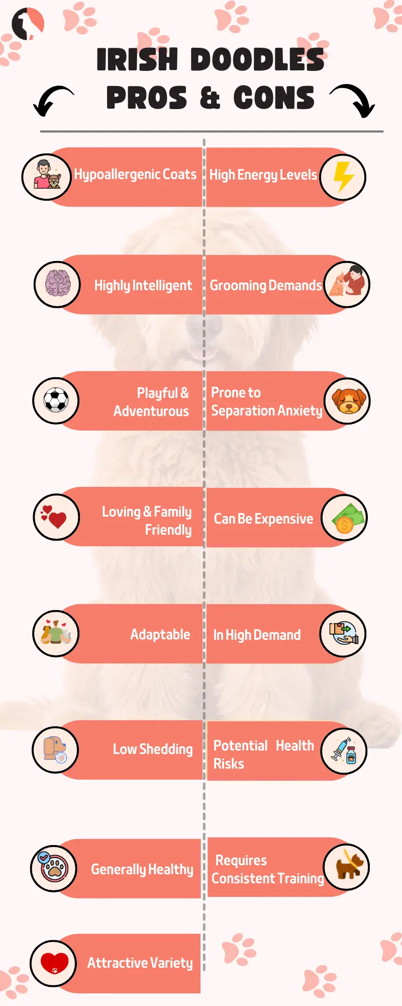 Explore the Irish Doodle’s size, price, and care in this ultimate guide with pros and cons.
