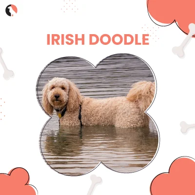 Explore the Irish Doodle’s size, price, and care in this ultimate guide with pros and cons.