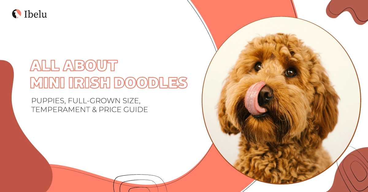 MINI-IRISH-DOODLE-BANNER
