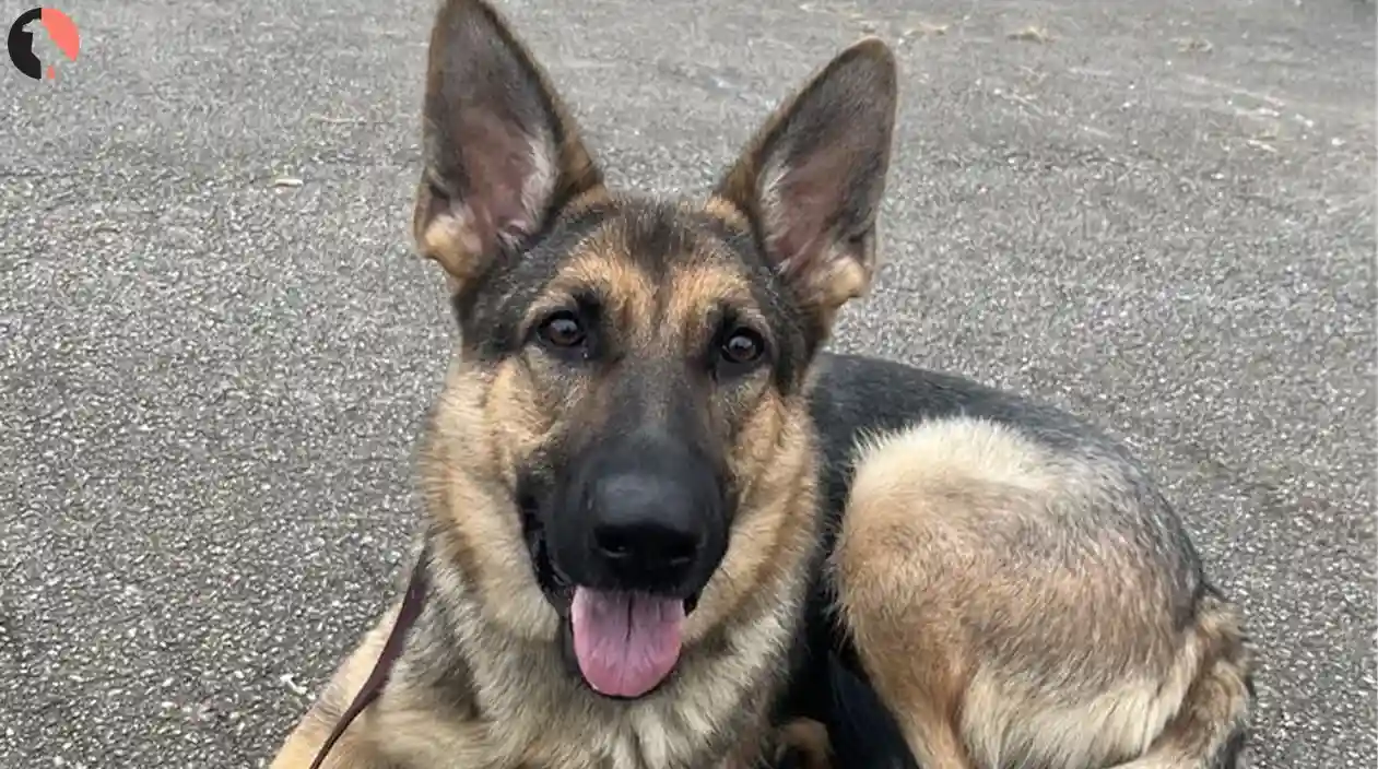 Off-Leash K9 Training