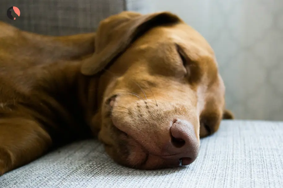 Recognizing-and-Treating-Dog-Anxiety(can-be-use-in-start)