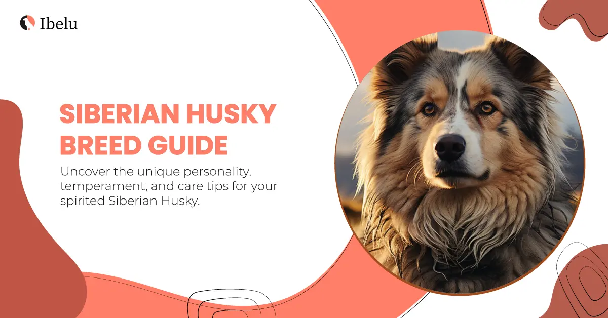 Siberian-Husky-Breed-Guide-banner