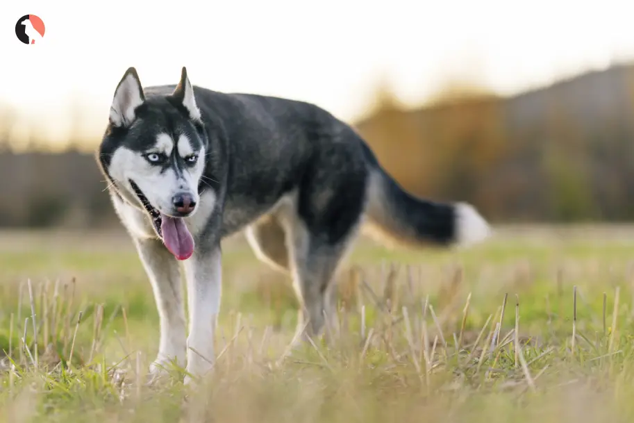 Siberian-Husky-breed-guide