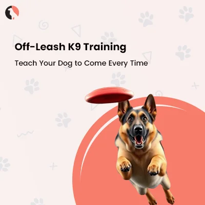 thumbnail: Off-Leash K9 Training: Teach Your Dog to Come Every Time