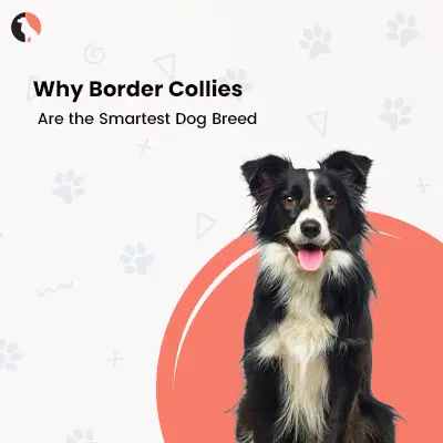 Why Border Collies Are the Smartest Dog Breed