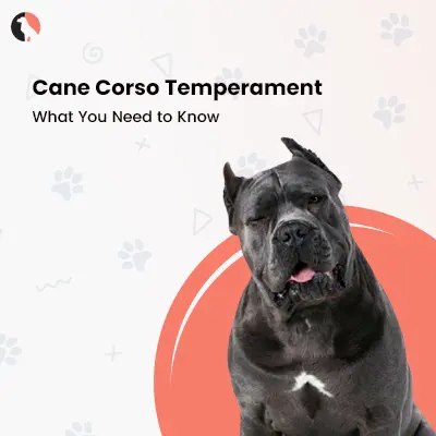 Cane Corso Temperament: What to Know