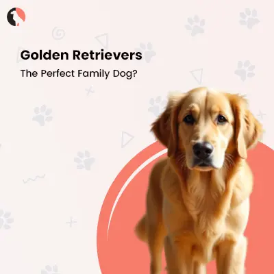 Golden Retrievers: The Perfect Family Dog?