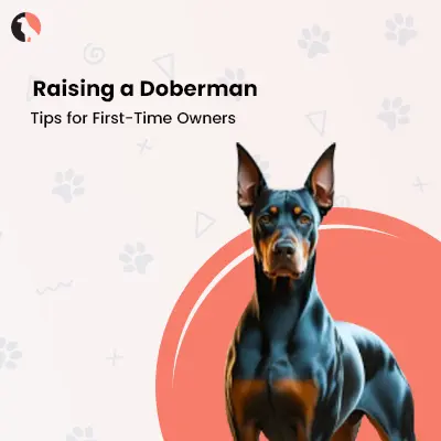 Raising a Doberman: Tips for First-Time Owners