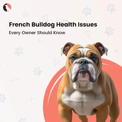 French Bulldog Health Issues Every Owner Should Know