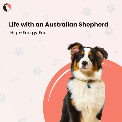 Life with an Australian Shepherd: High-Energy Fun