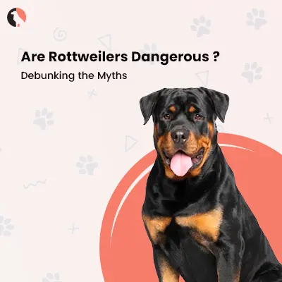 Are Rottweilers Dangerous? Debunking the Myths