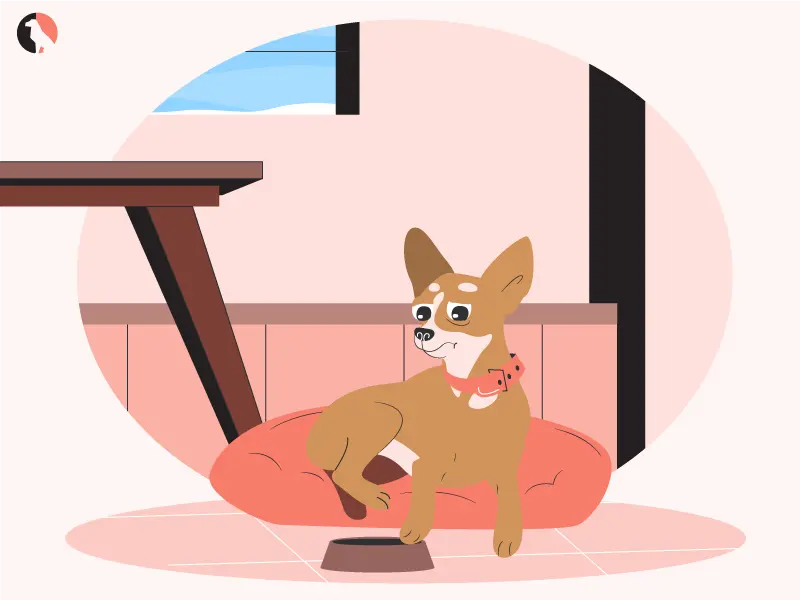 Toxic Dog Foods You Never Feed Your Pet