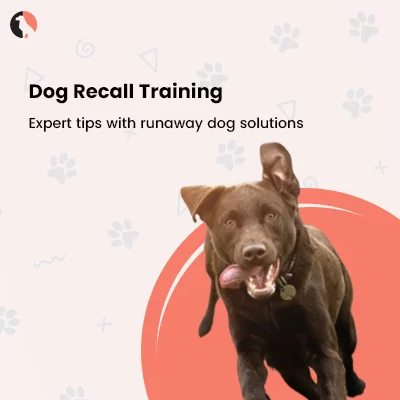 What is Dog Recall Training, and its importance