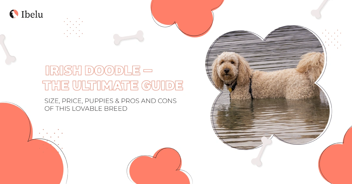 Explore the Irish Doodle’s size, price, and care in this ultimate guide with pros and cons.