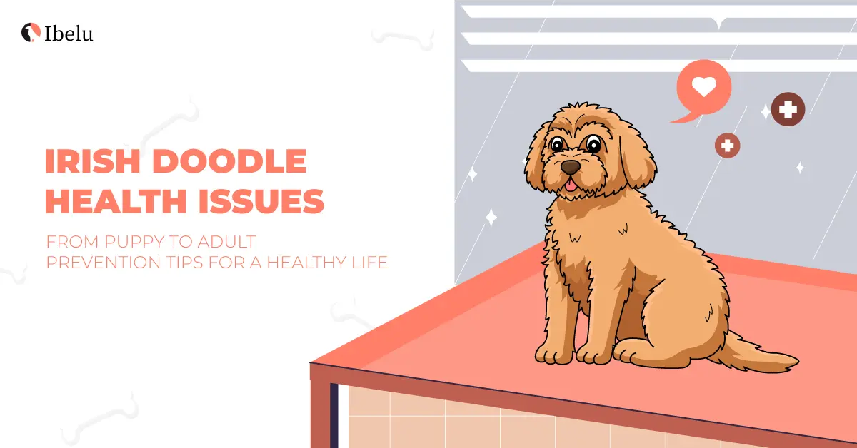 Irish Doodle Health Issues and How to Prevent Them