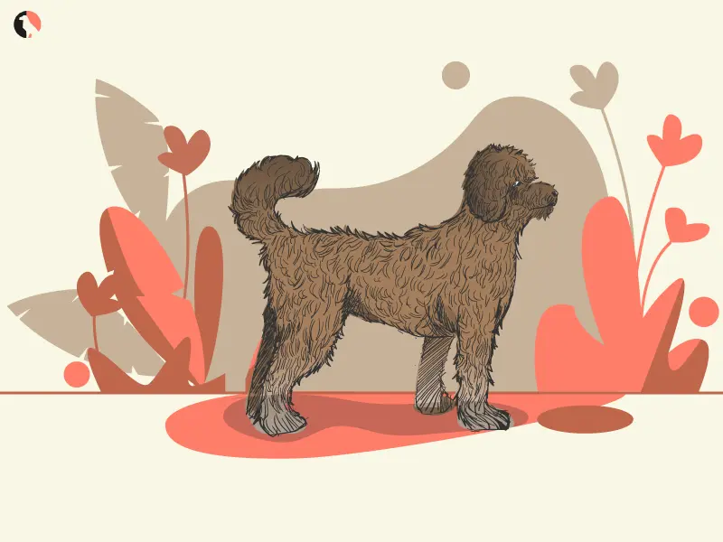Explore the Irish Doodle’s size, price, and care in this ultimate guide with pros and cons.